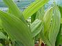Tinonee-orchids-II 026